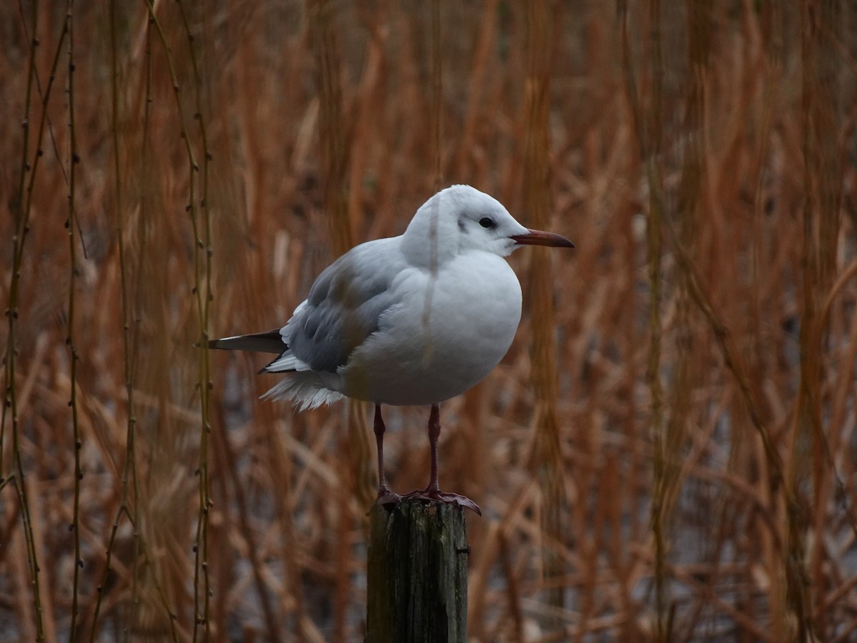 Black-headed Gull - ML624879907