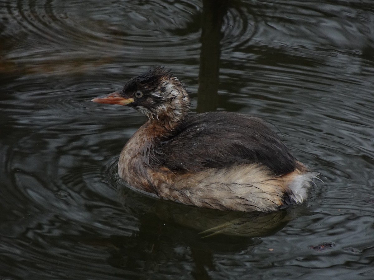 Little Grebe - ML624879911