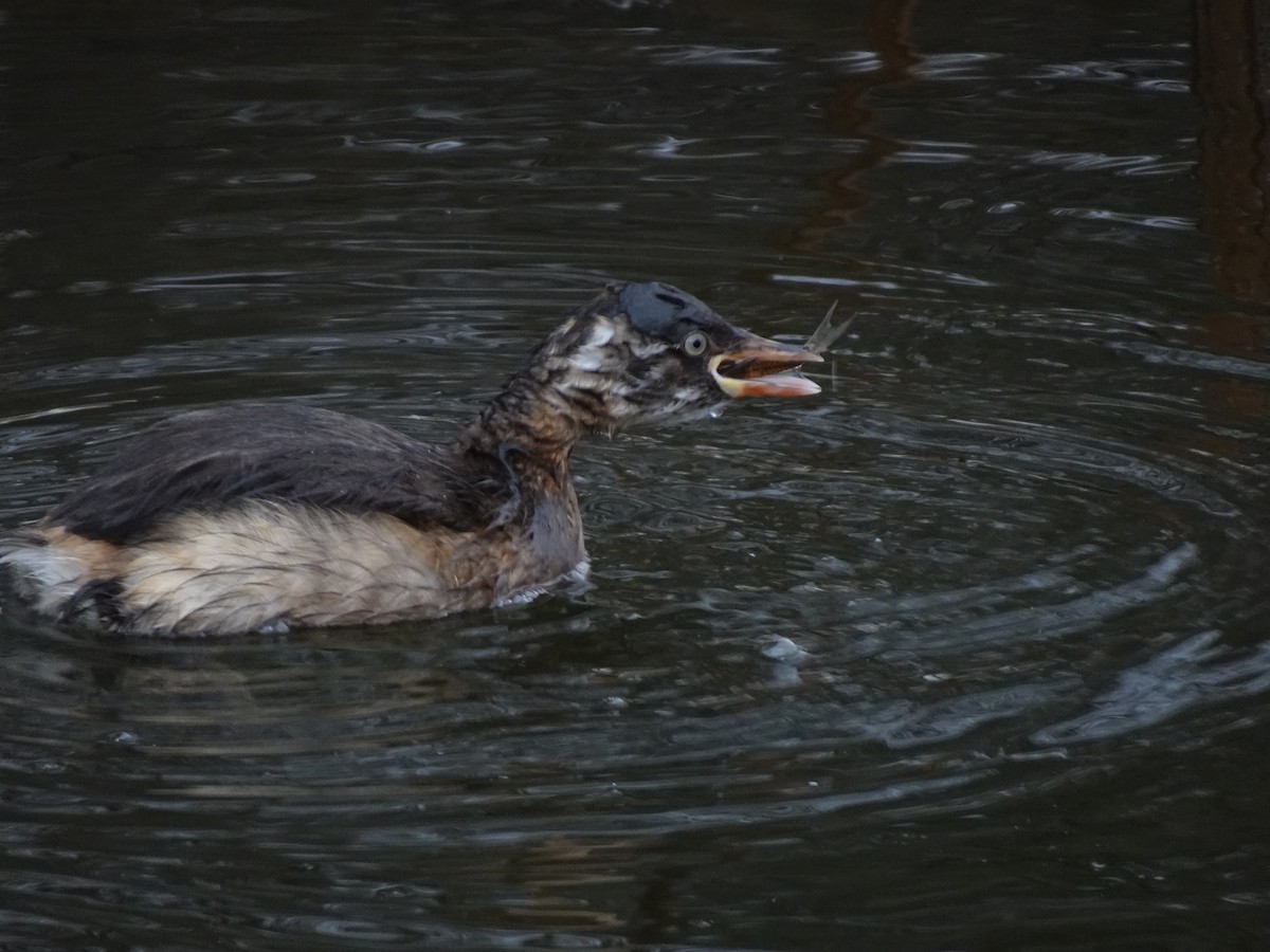 Little Grebe - ML624879912