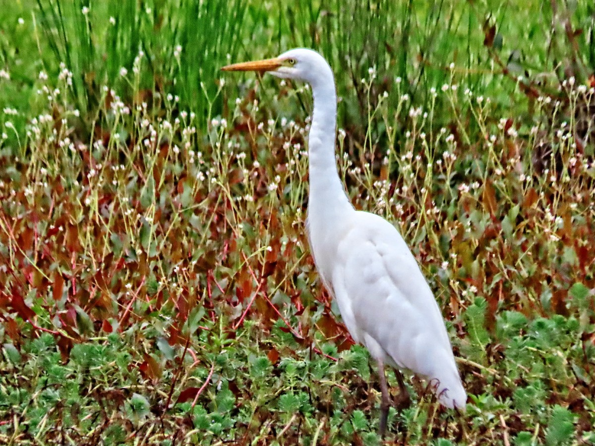 Plumed Egret - ML624879914