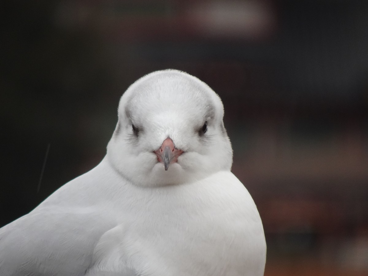 Black-headed Gull - ML624879916