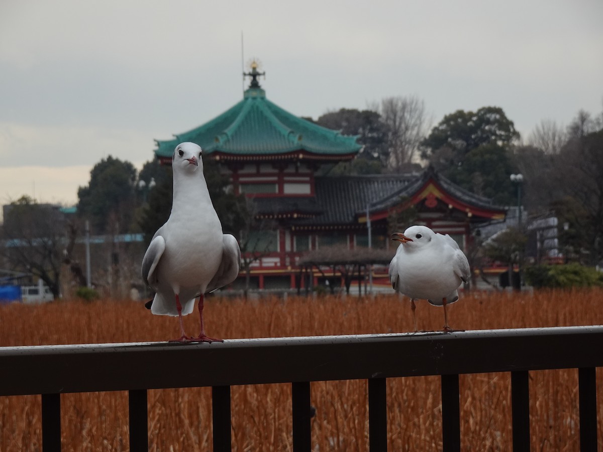 Black-headed Gull - ML624879917