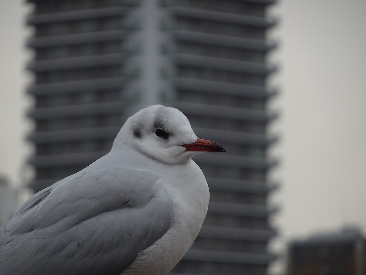 Black-headed Gull - ML624879918