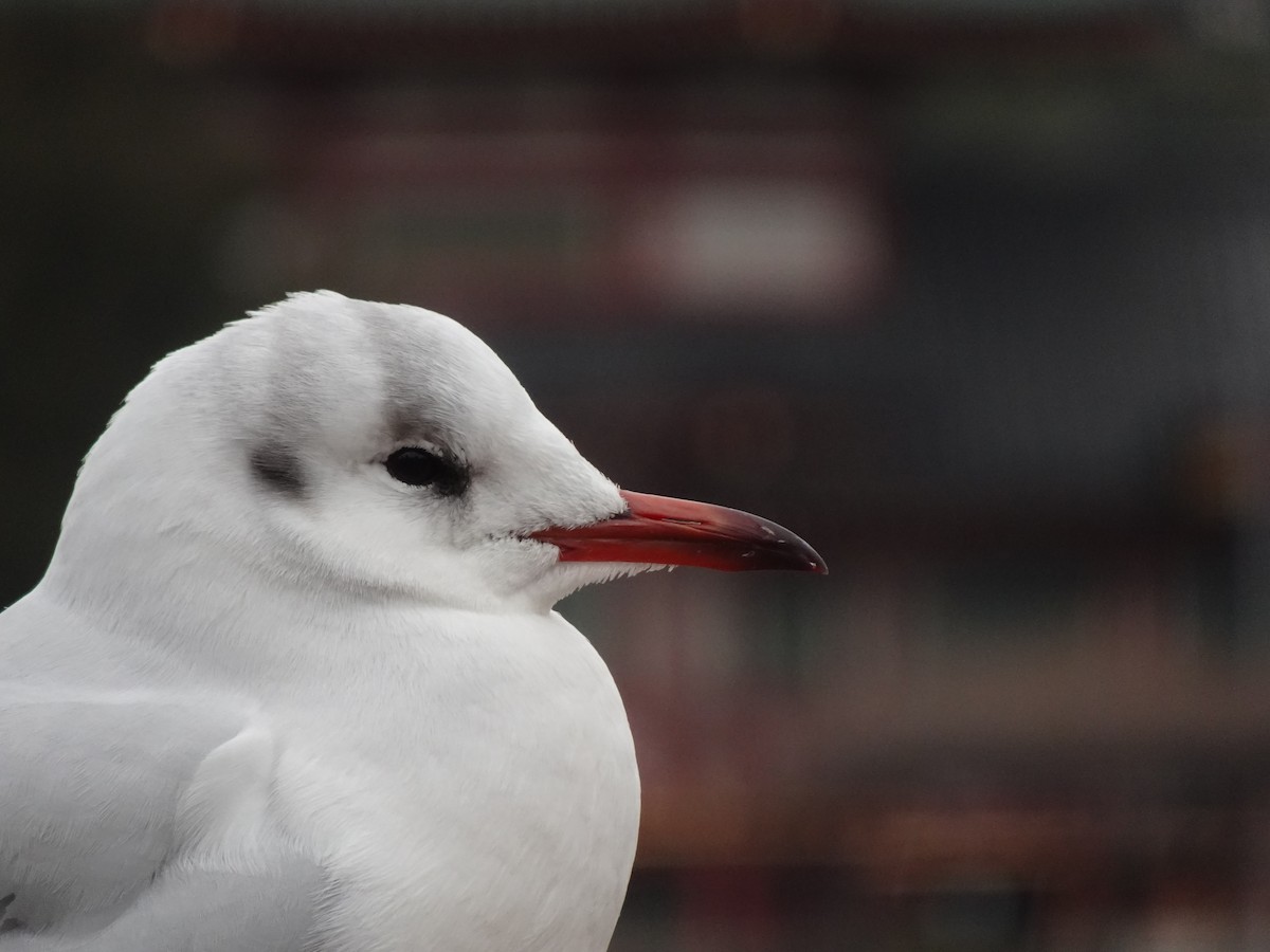 Black-headed Gull - ML624879919