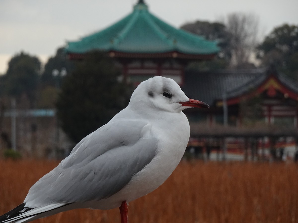 Black-headed Gull - ML624879920