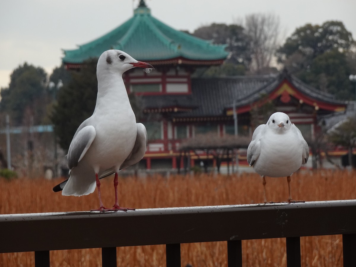 Black-headed Gull - ML624879921