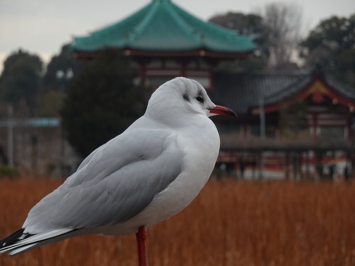 Black-headed Gull - ML624879922