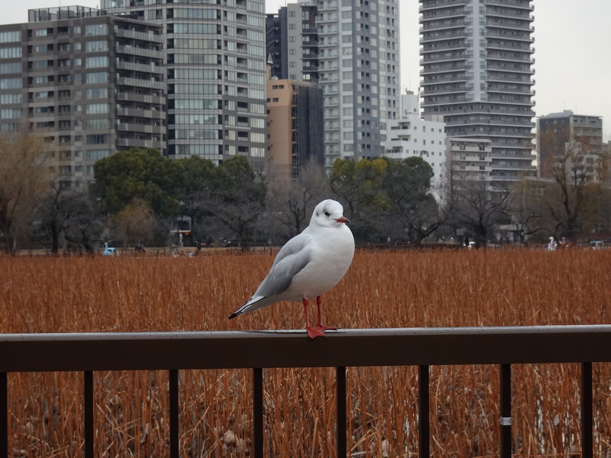 Black-headed Gull - ML624879924