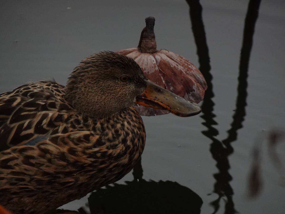 Northern Shoveler - ML624879928