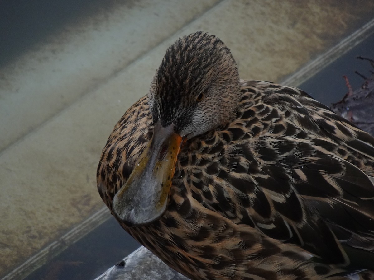 Northern Shoveler - ML624879929