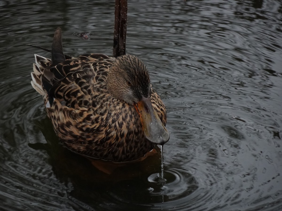 Northern Shoveler - ML624879930