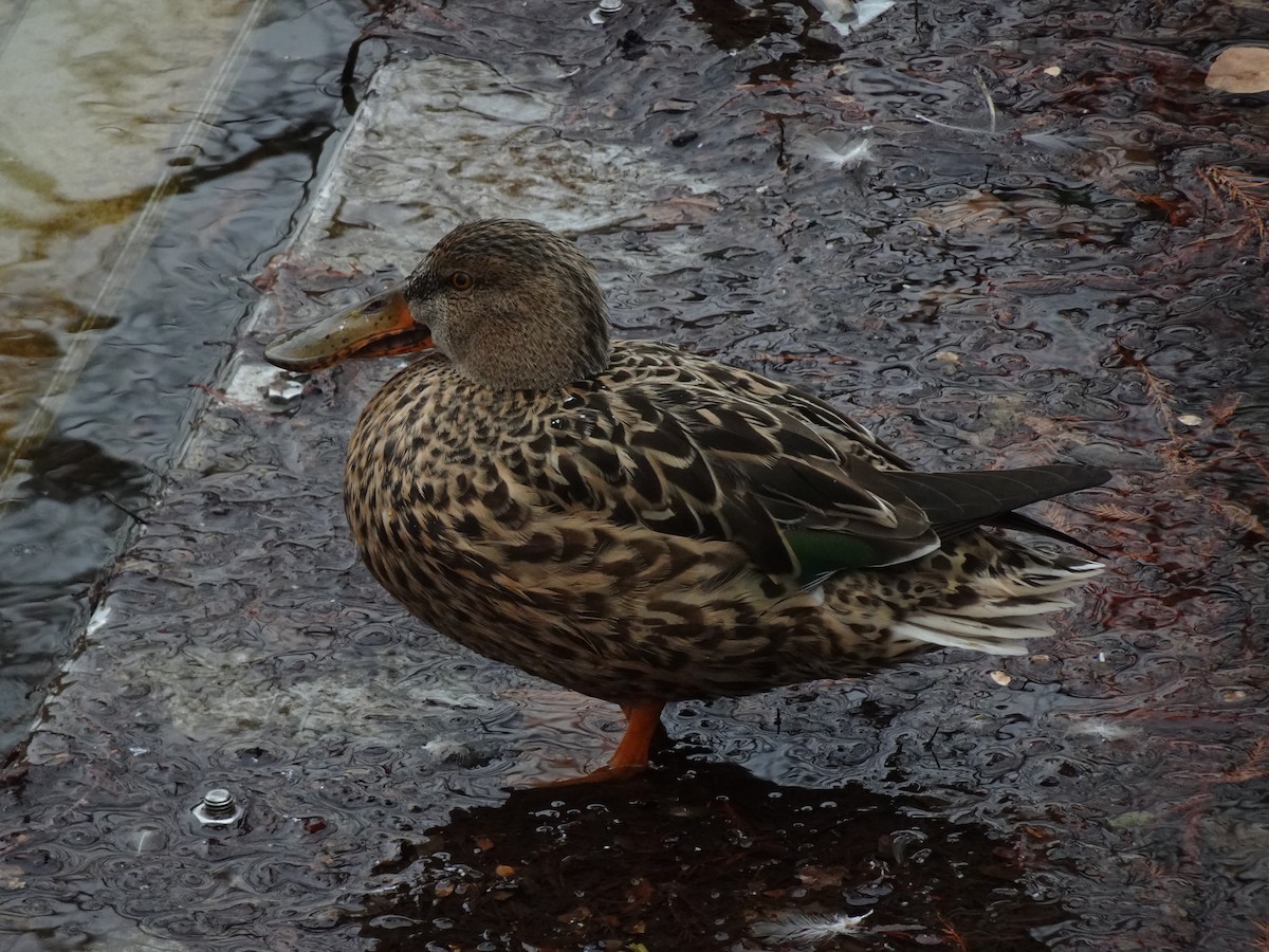 Northern Shoveler - ML624879931