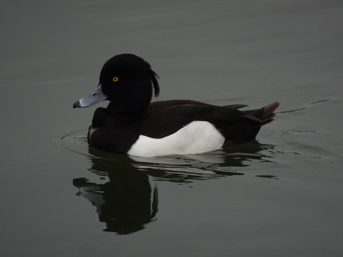 Tufted Duck - ML624879935