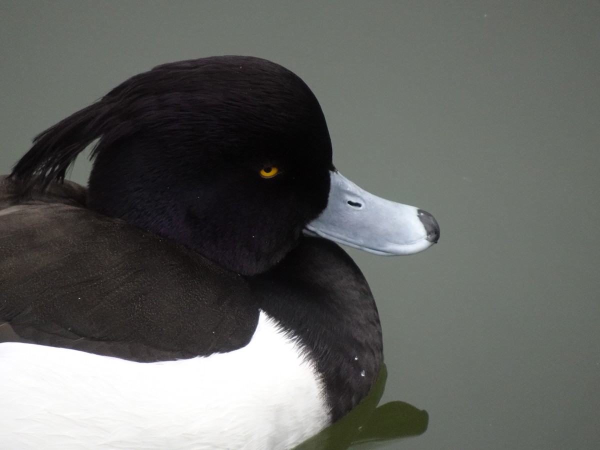 Tufted Duck - ML624879936