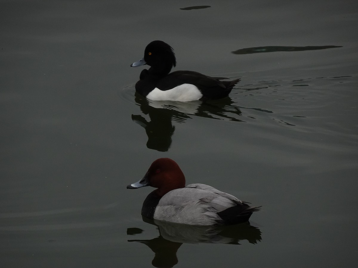 Common Pochard - ML624879937