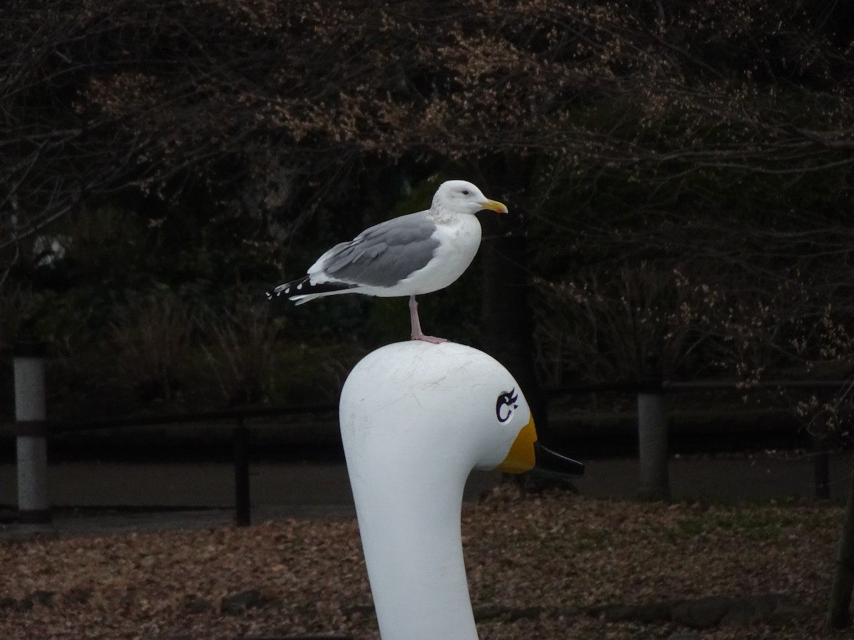 Vega/Mongolian Gull - ML624879947