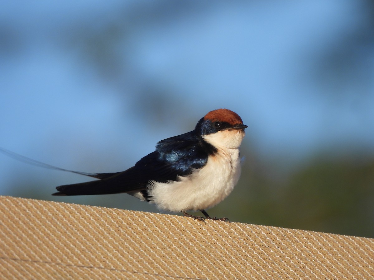 Wire-tailed Swallow - Adrián Colino Barea