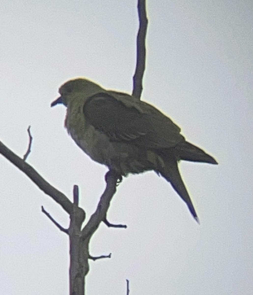 Pin-tailed Green-Pigeon - ML624880071