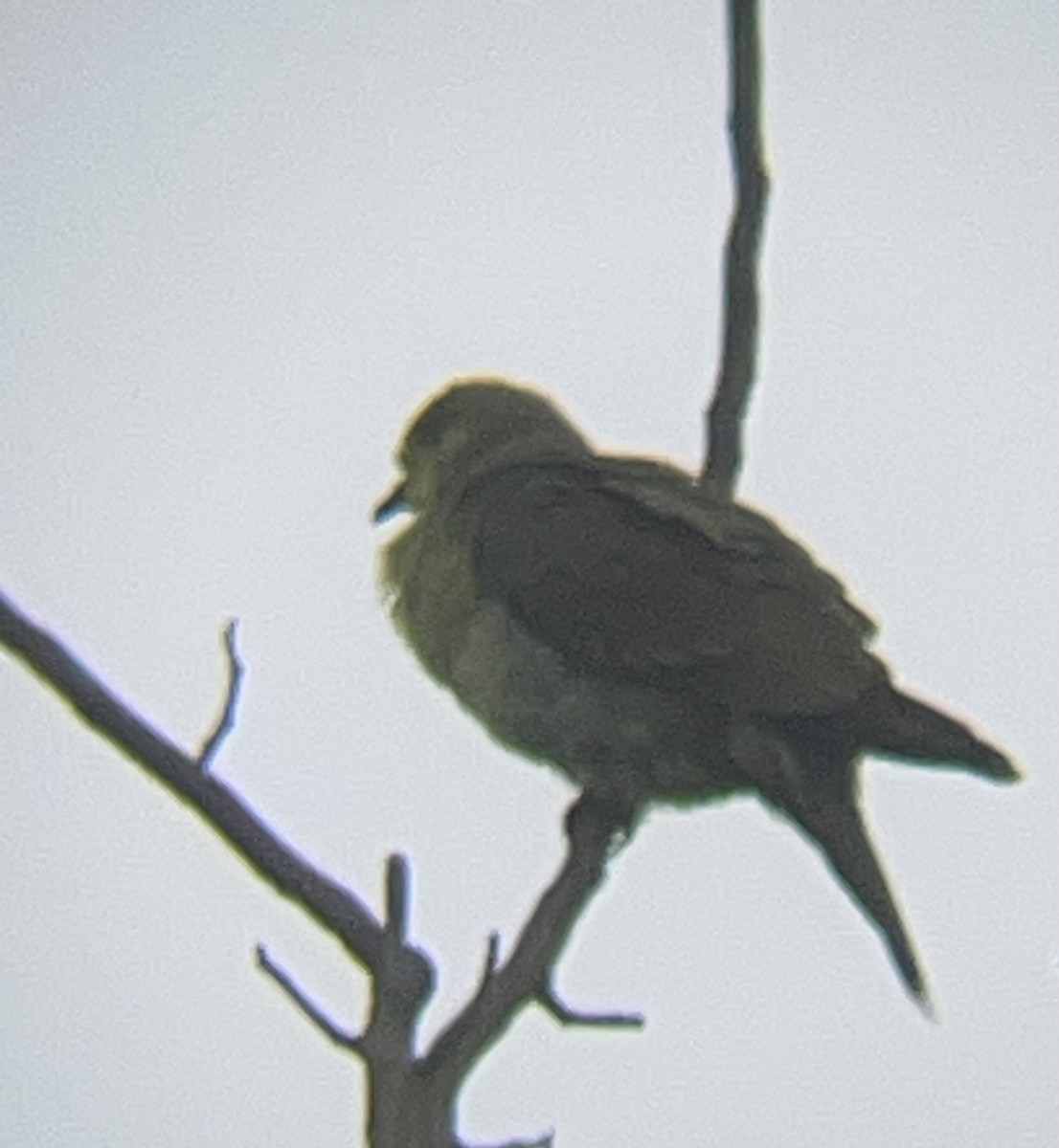 Pin-tailed Green-Pigeon - ML624880072