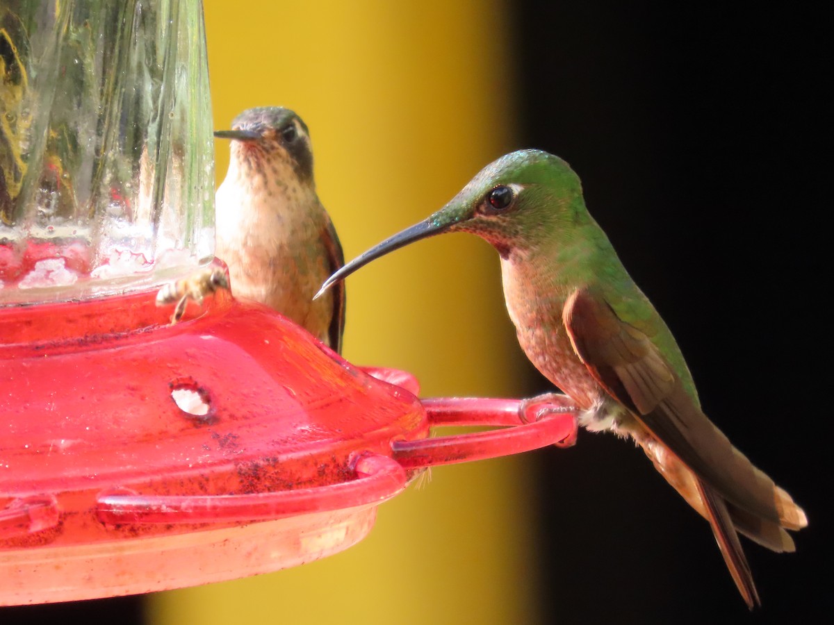 Fawn-breasted Brilliant - Manuel y Juanita Franco Angel