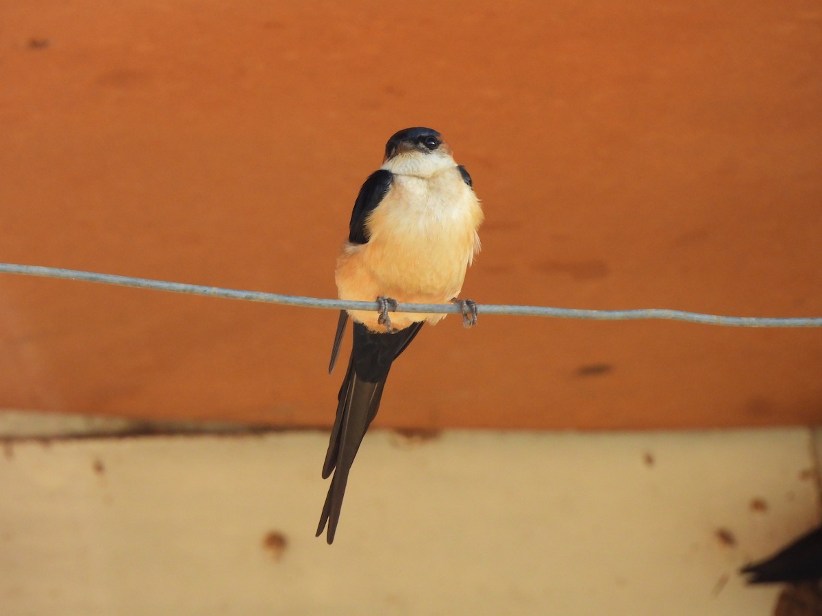African Red-rumped Swallow (melanocrissus Group) - Adrián Colino Barea