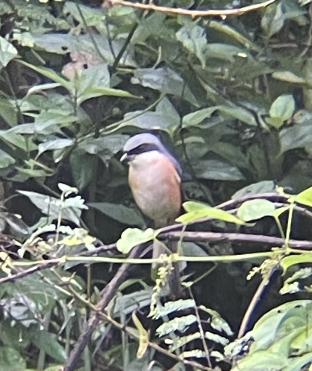 Gray-backed Shrike - Anonymous