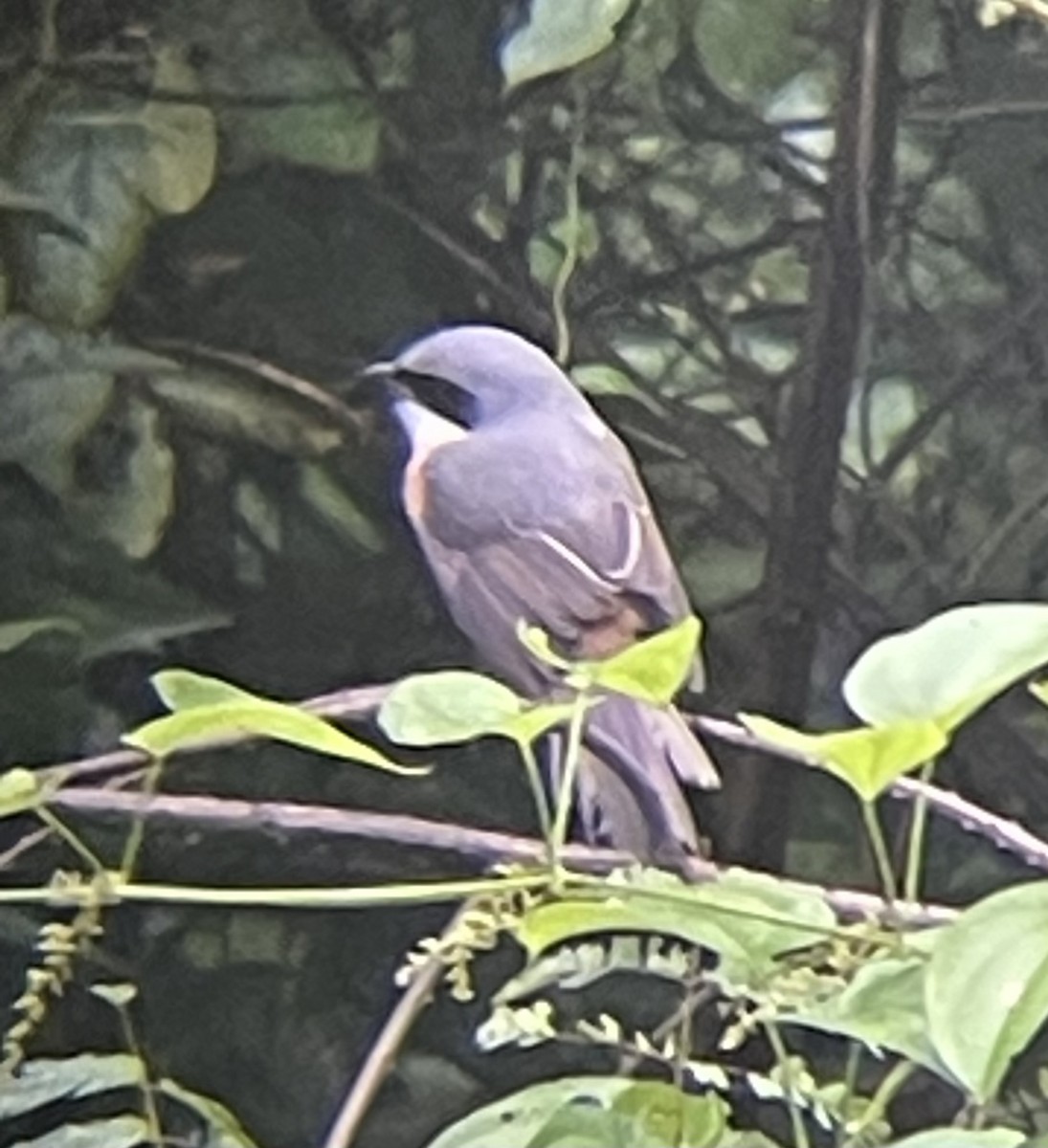 Gray-backed Shrike - ML624880231