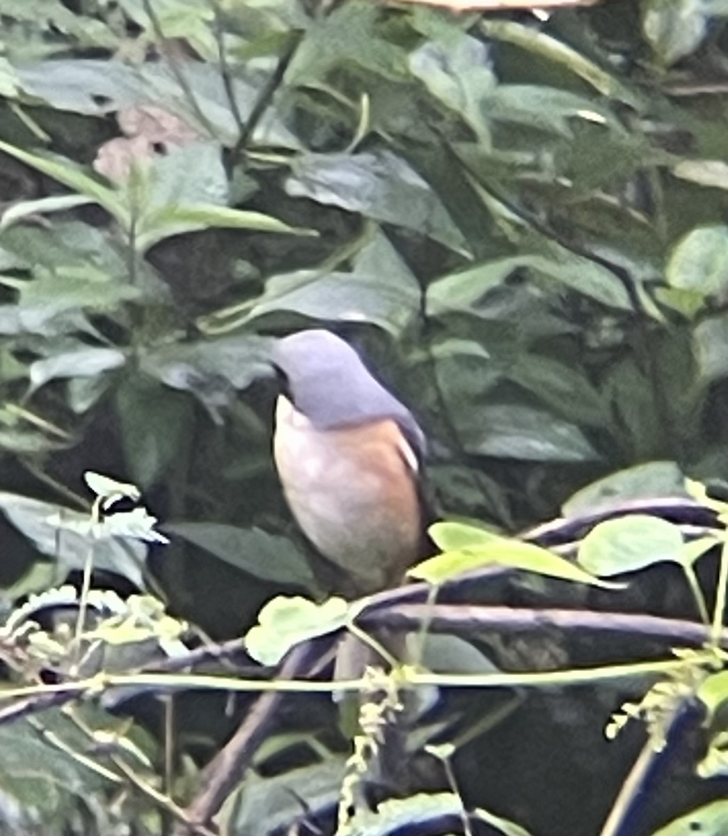 Gray-backed Shrike - ML624880232