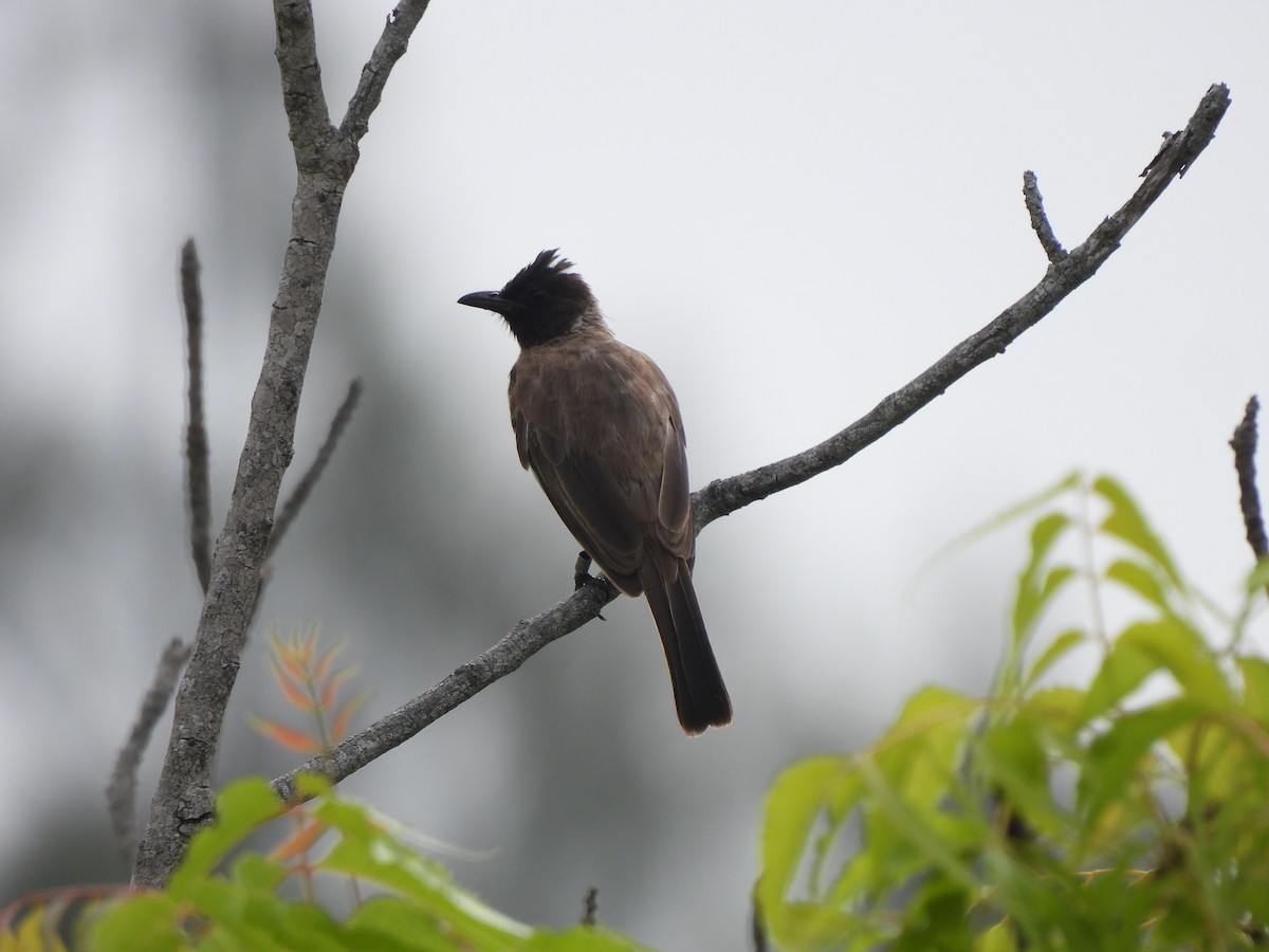 Common Bulbul (Dodson's) - Adrián Colino Barea
