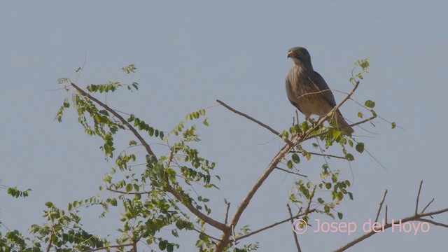 Grasshopper Buzzard - ML624880271