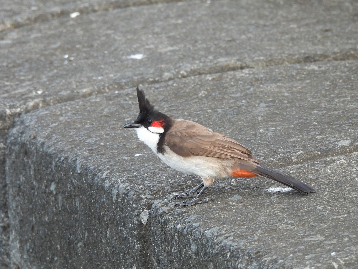 Red-whiskered Bulbul - Adrián Colino Barea