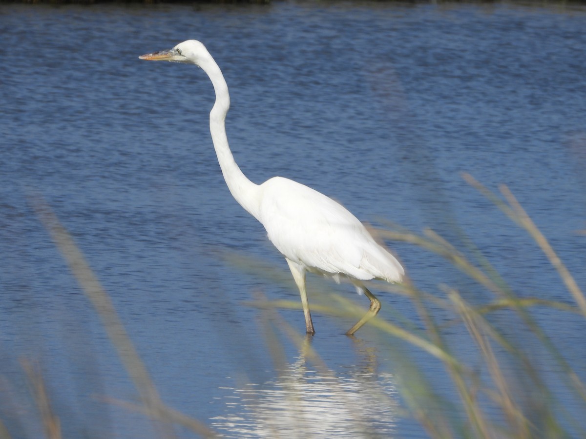 Great Blue Heron (Great White) - ML624880380