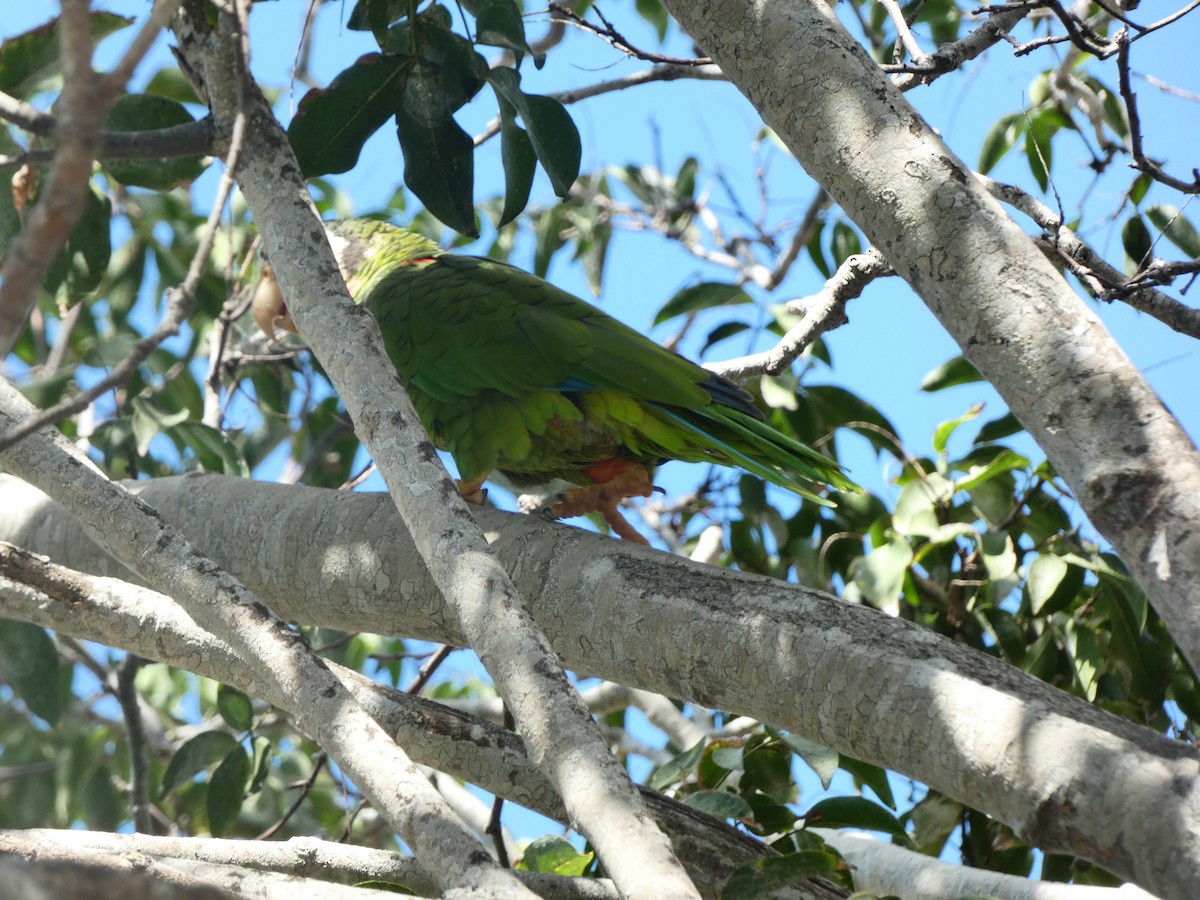 Cuban Amazon - ML624880414