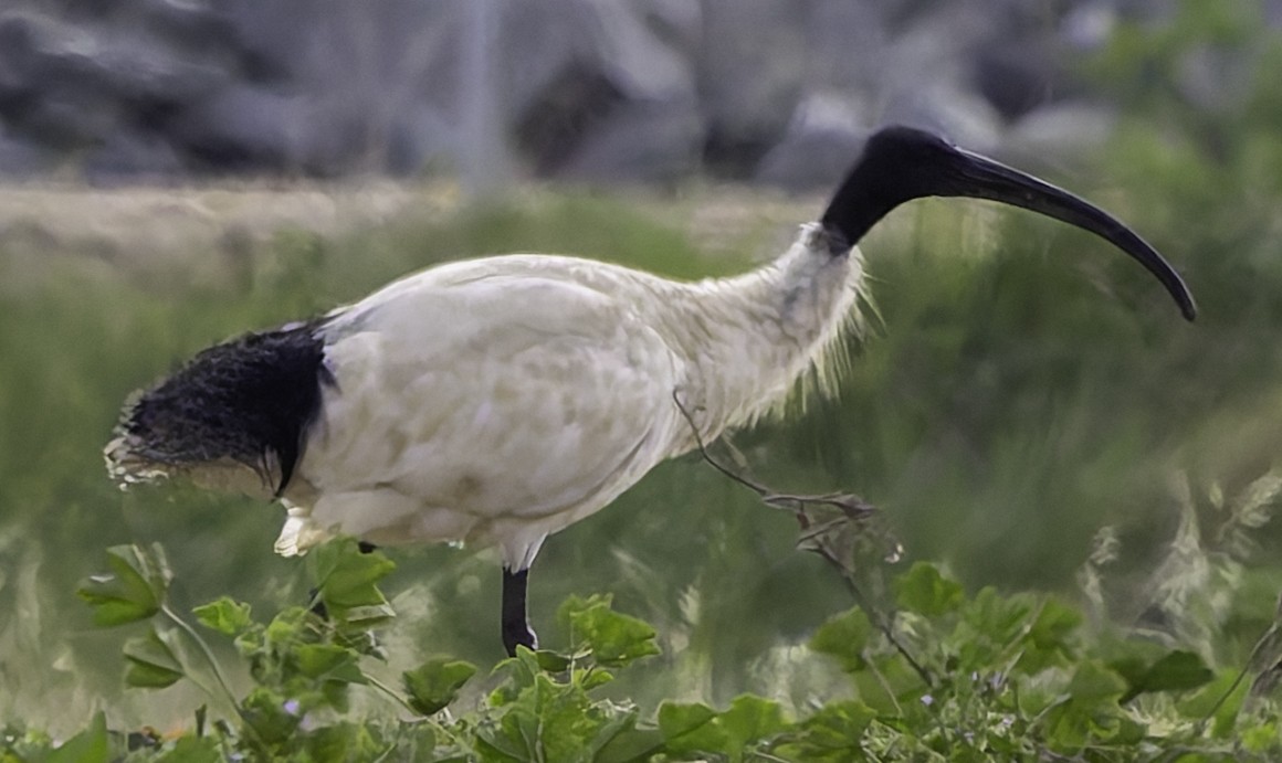 Australian Ibis - ML624880447