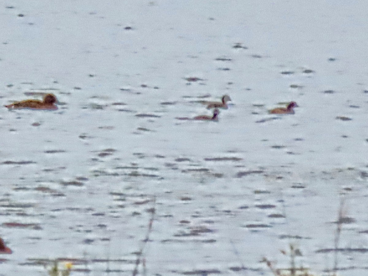 Hoary-headed Grebe - ML624880458