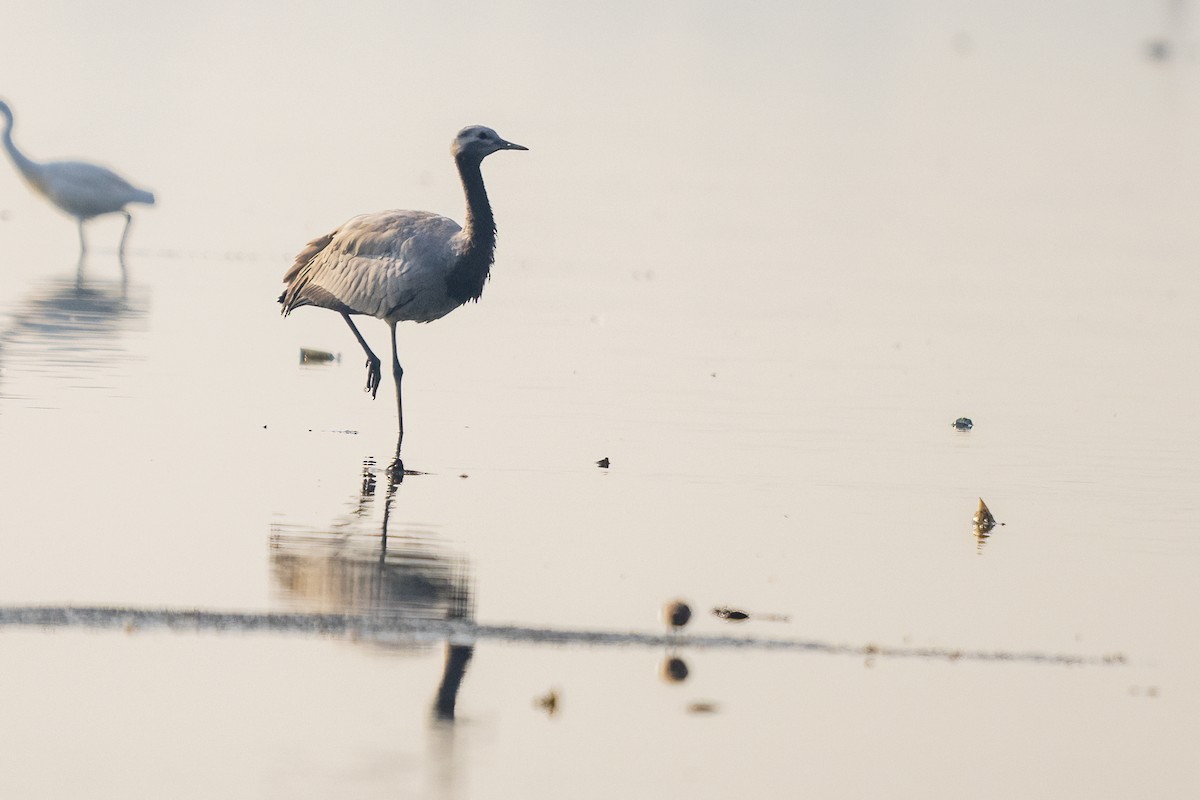 Demoiselle Crane - ML624880461