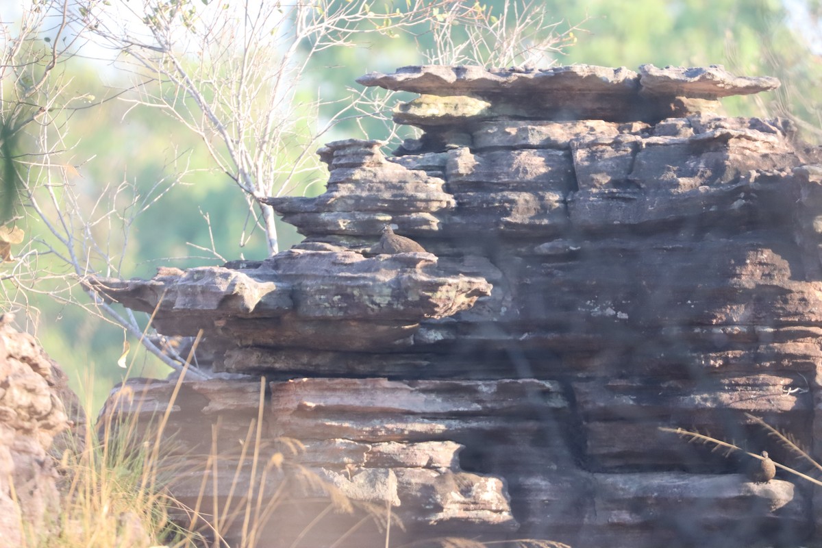 Chestnut-quilled Rock-Pigeon - ML624880541