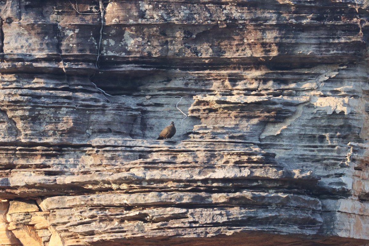 Chestnut-quilled Rock-Pigeon - ML624880542