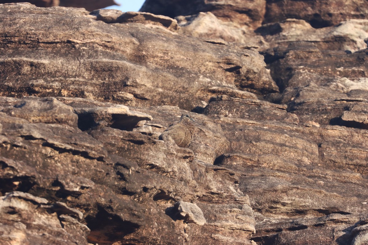 Chestnut-quilled Rock-Pigeon - ML624880543