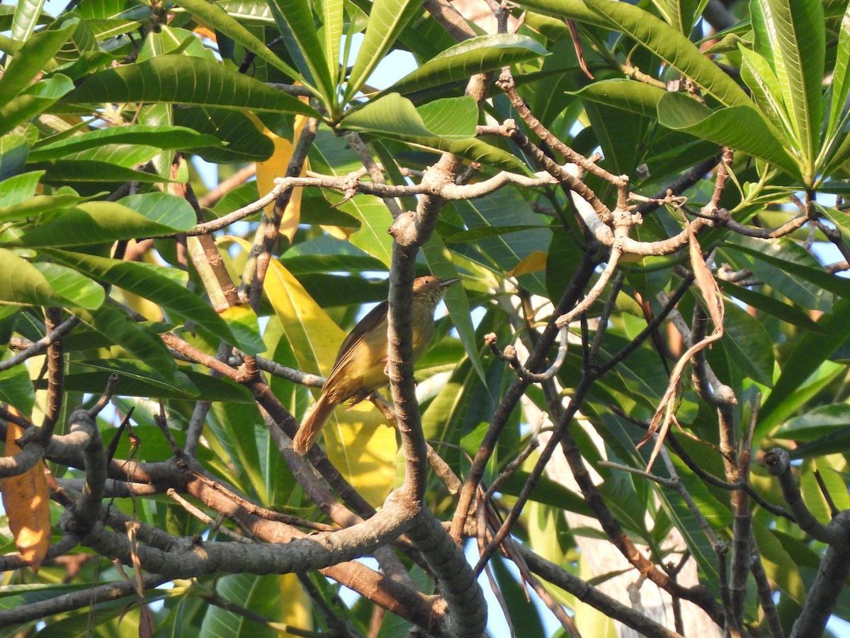 Sulphur-bellied Bulbul - ML624880557