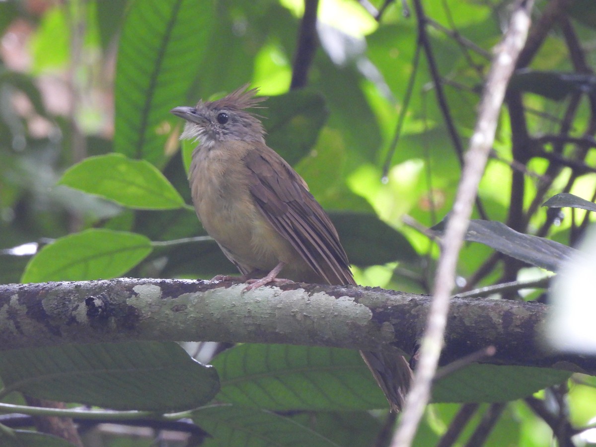 Puff-throated Bulbul (Puff-throated) - ML624880573