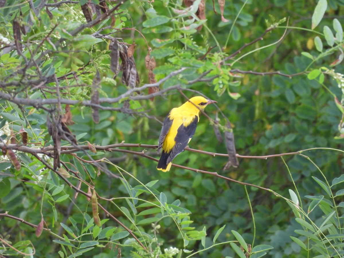 Eurasian Golden Oriole - Anja Kahl