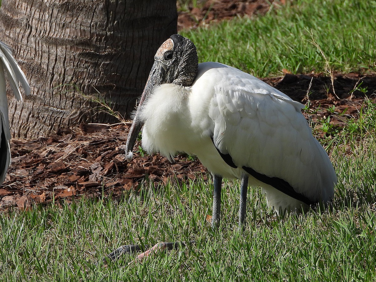 Wood Stork - ML624880676