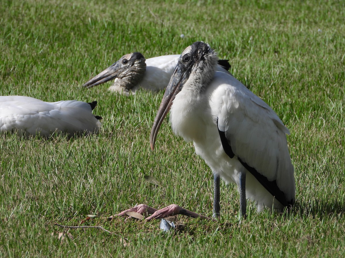 Wood Stork - ML624880678