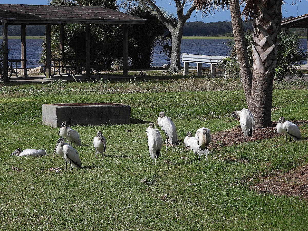 Wood Stork - ML624880683