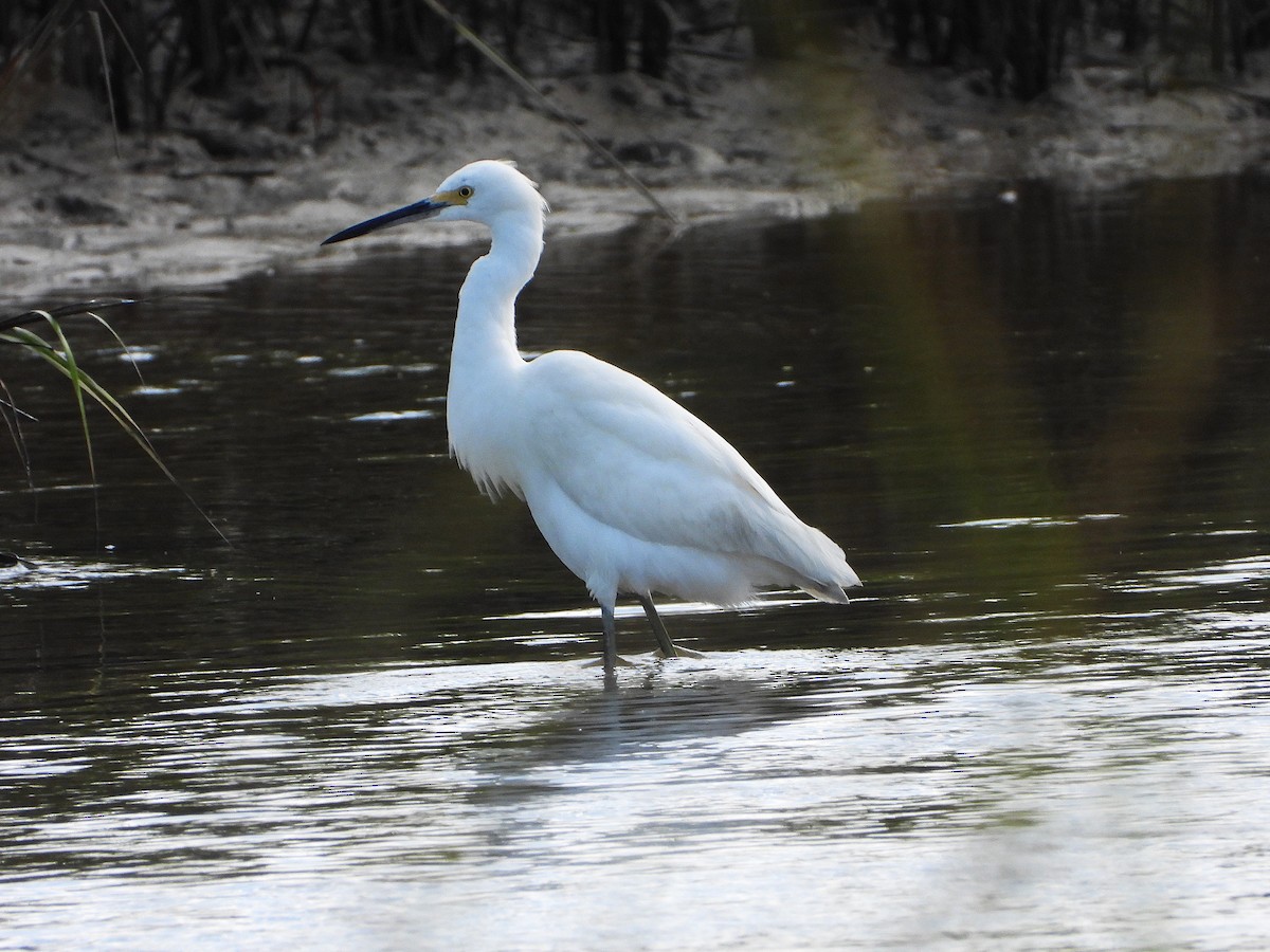 Snowy Egret - ML624880688