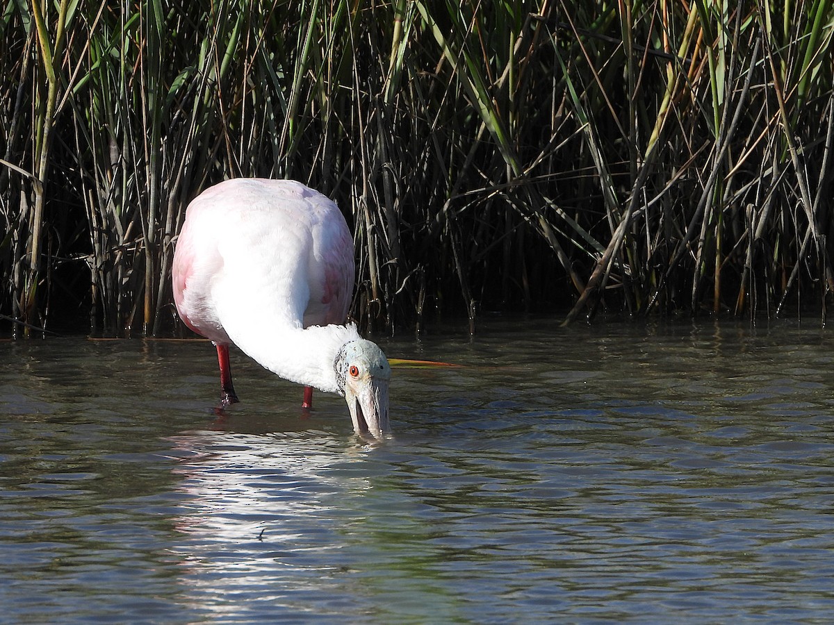 Roseate Spoonbill - Cheri & Rich Phillips