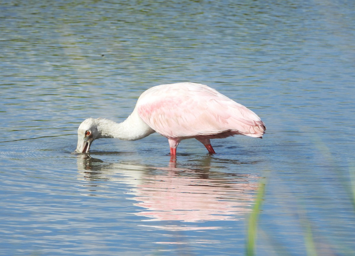 Roseate Spoonbill - ML624880717