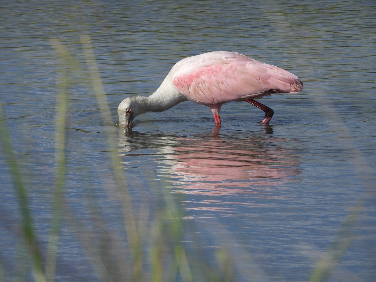 Roseate Spoonbill - ML624880720