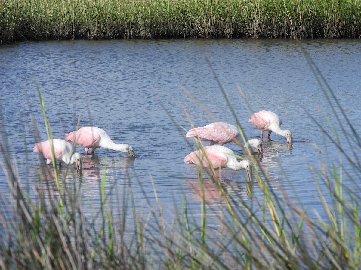 Roseate Spoonbill - ML624880729